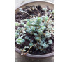 Седум грунтопокривний кімнатний Sedum dasyphyllum 